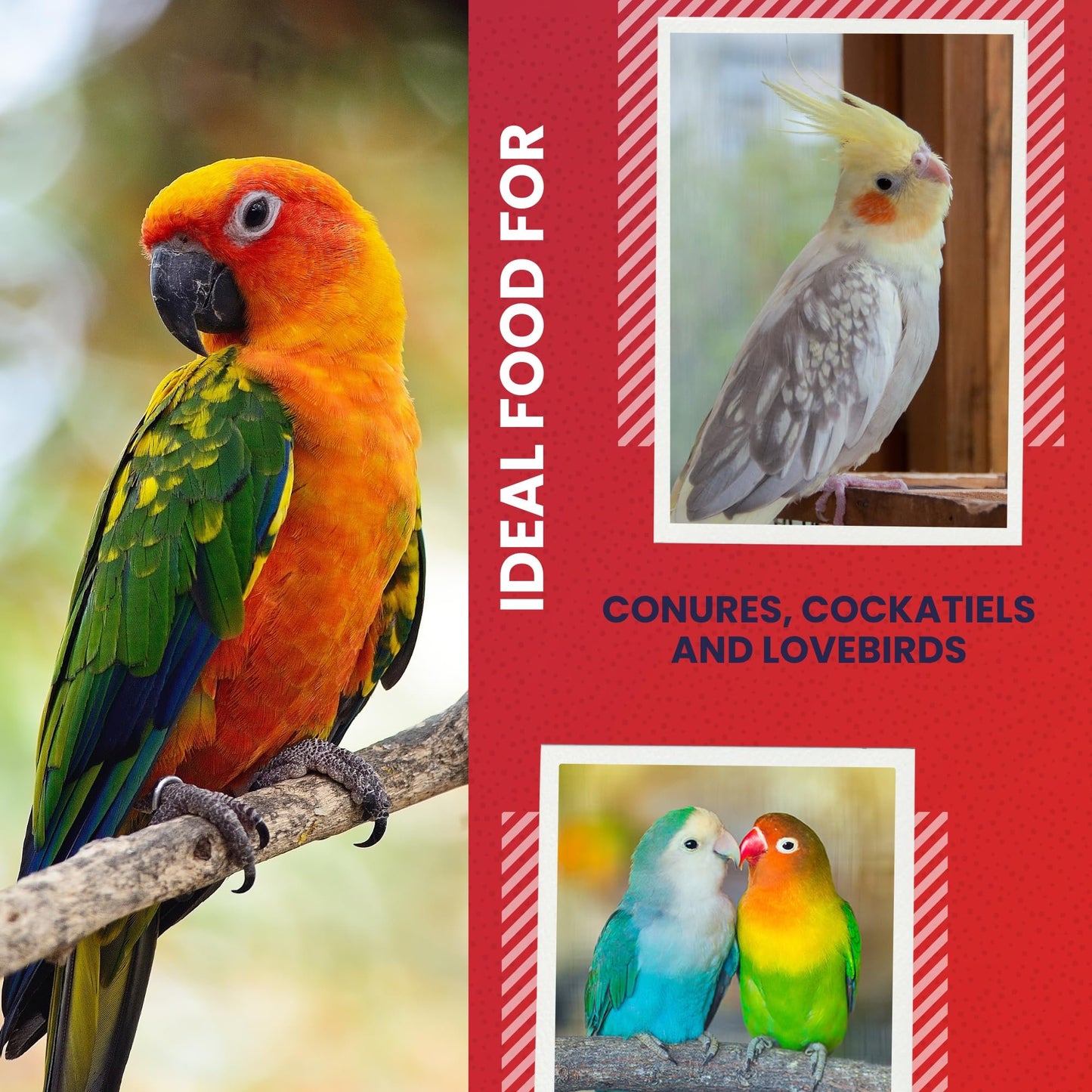 5LB 3400 Wholesome Conure & Cockatiel Blend