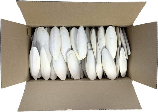 Birds LOVE 5.5" - 6" Bulk Natural Cuttlebone for Cockatiels Parakeets Budgies Finches Canaries Lovebirds Small Conures Mynahs Toucans African Greys All Parrots, Full Case 16lbs