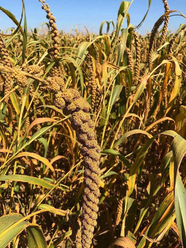 Nemeth Farms Worlds Freshest Spray Millet - 25 lb