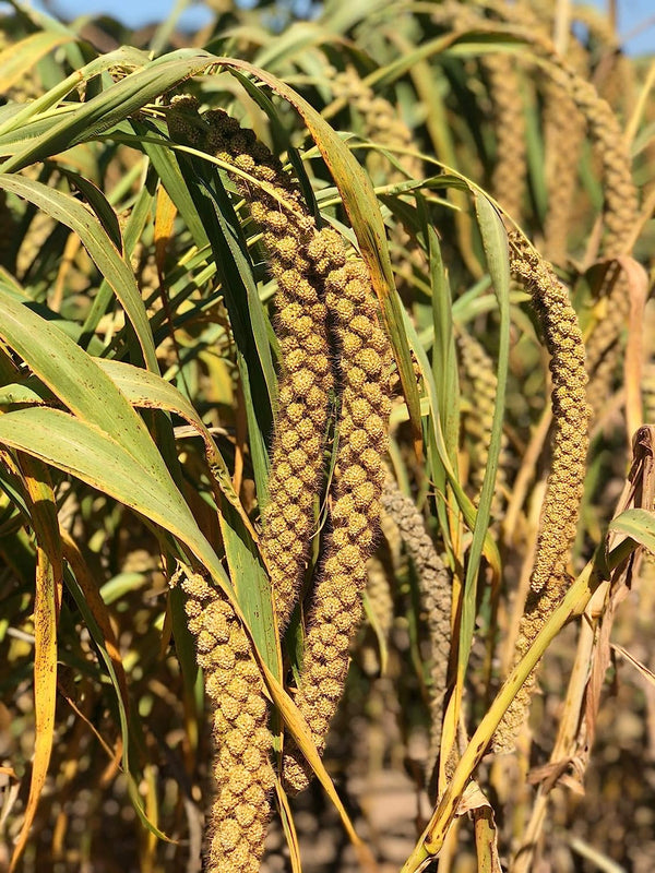 Nemeth Farms Worlds Freshest Sun-Dried Spray Millet 2lb