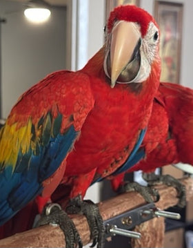 MACAW-SCARLET