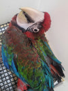 MACAW-JUBILEE