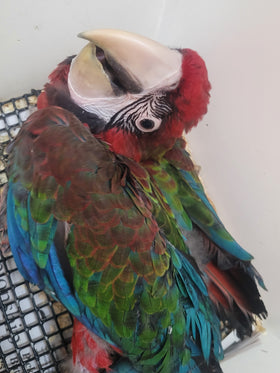 MACAW-JUBILEE