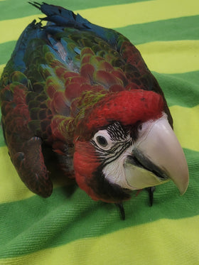 MACAW-JUBILEE