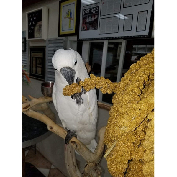 Spray Millet, 25 lbs