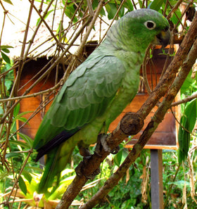 Mealy Amazon Parrot