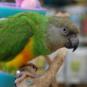 BREEDERS Senegal Parrot