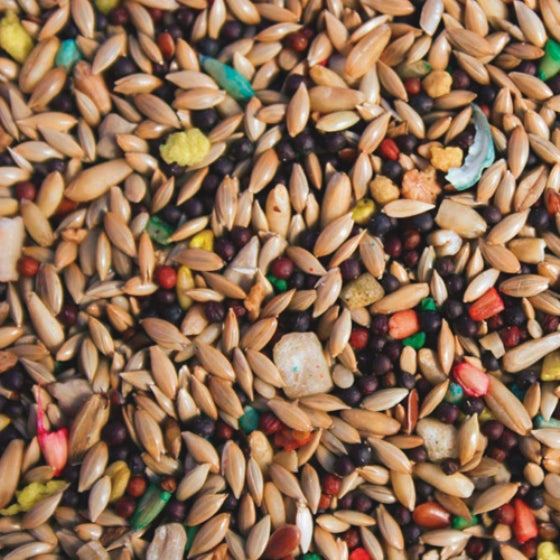 ABBA 1700 Canary 5lb (Final Sale)