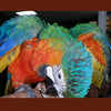 BREEDERS Catalina Macaw