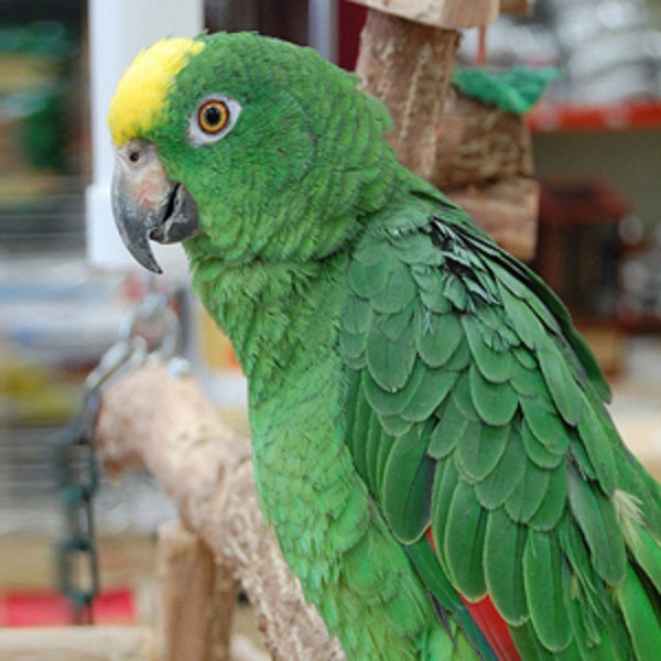 Yellow-Crowned Amazon Parrot