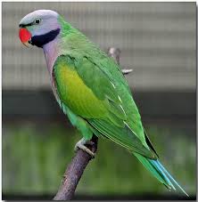 BREEDERS Parakeet - Derbyan