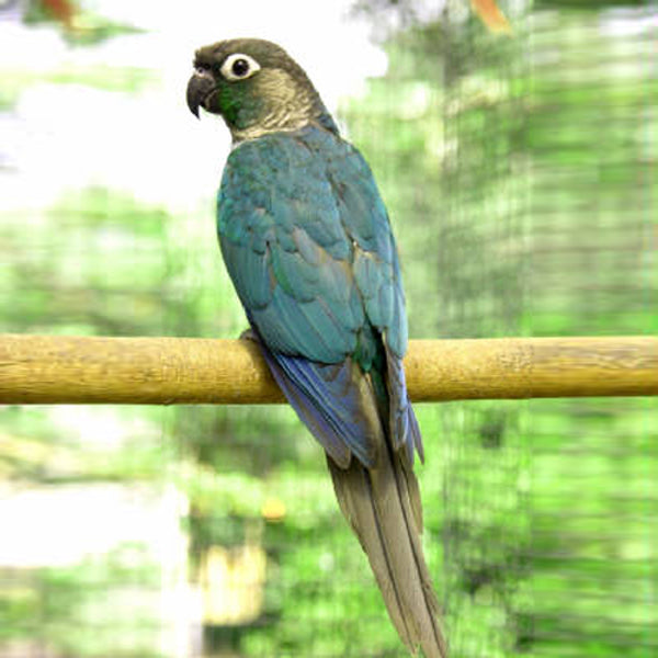 blue conure parrot