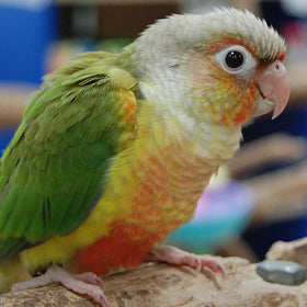 Pineapple Green Cheek Conure Parrot