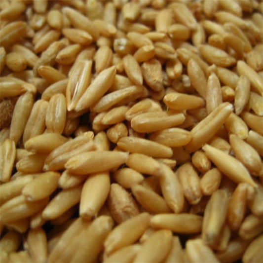 Kaytee Oat Groats Treat for All Pet Birds, 11 oz