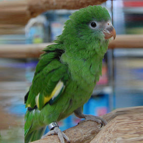 PARAKEET-CANARY-WINGED
