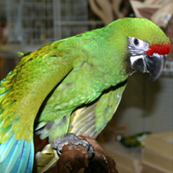 BREEDERS Military Macaw