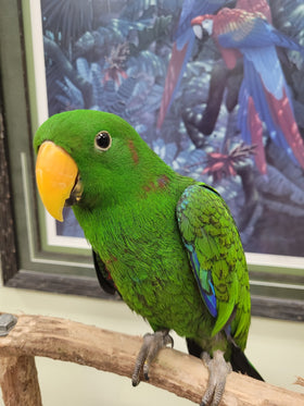 Solomon Island Eclectus Parrot Male