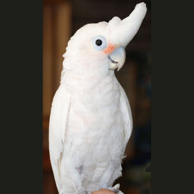 Goffin's Cockatoo Parrot