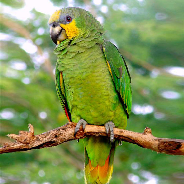 BREEDERS Orange Winged Amazon Parrot