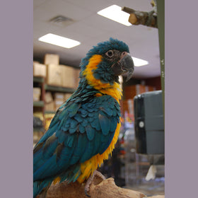 Caninde Macaw or Blue Throated Macaw