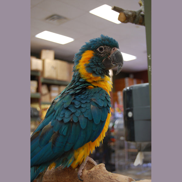 BREEDERS Caninde Macaw or Blue Throated Macaw