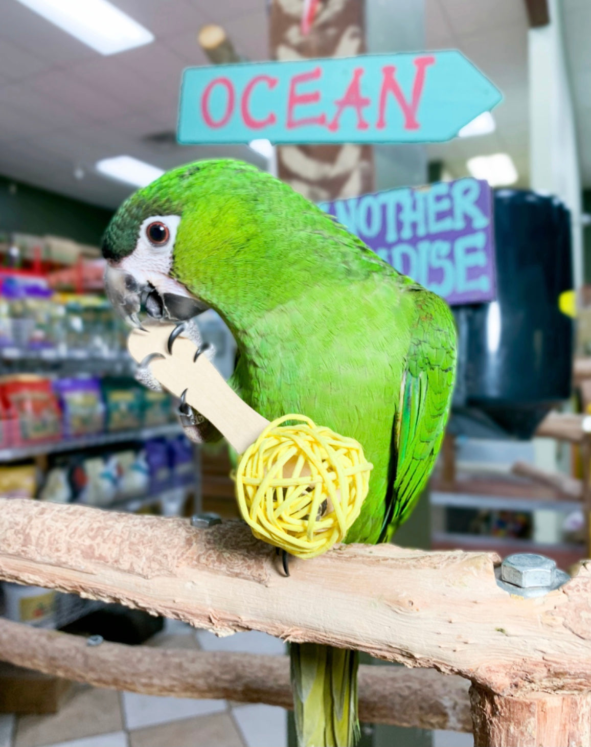 Birds LOVE 6-Pack Colorful Popsicles w Vine Ball Foot Parrot Toy