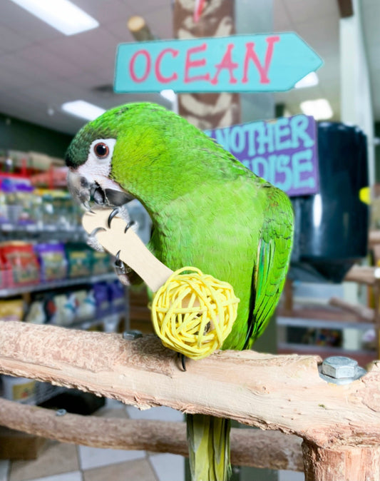 Birds LOVE 6-Pack Colorful Popsicles w Vine Ball Foot Parrot Toy