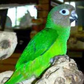 Dusky Conure Parrot