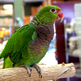 Vinaceous Amazon Parrot