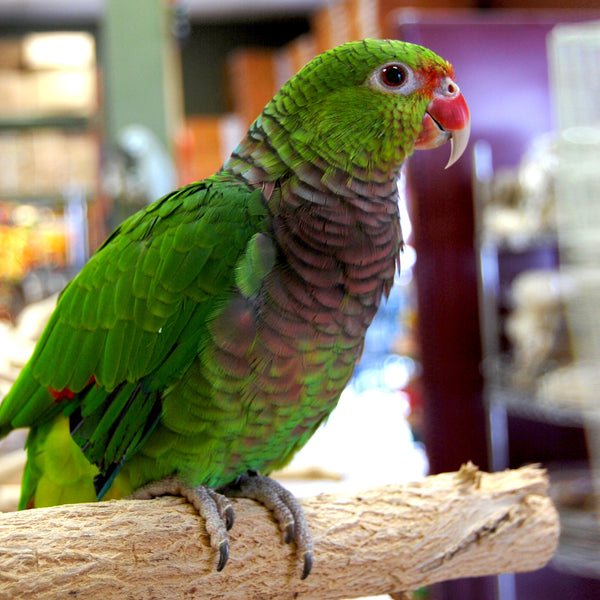 BREEDERS Vinaceous Amazon Parrot