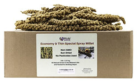Birds LOVE Economy & Thin Special Spray Millet GMO-Free No Pesticides (No Stems Only Edible Tops) for Birds Cockatiel Lovebird Parakeet Finch Canary All Parrots Healthy Treat-5lbs