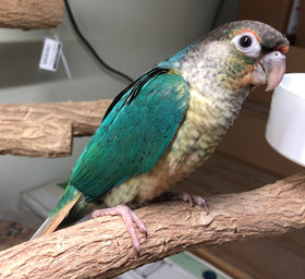 Conure-Yellow Sided Turquoise