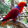Solomon Island Eclectus Parrot Female