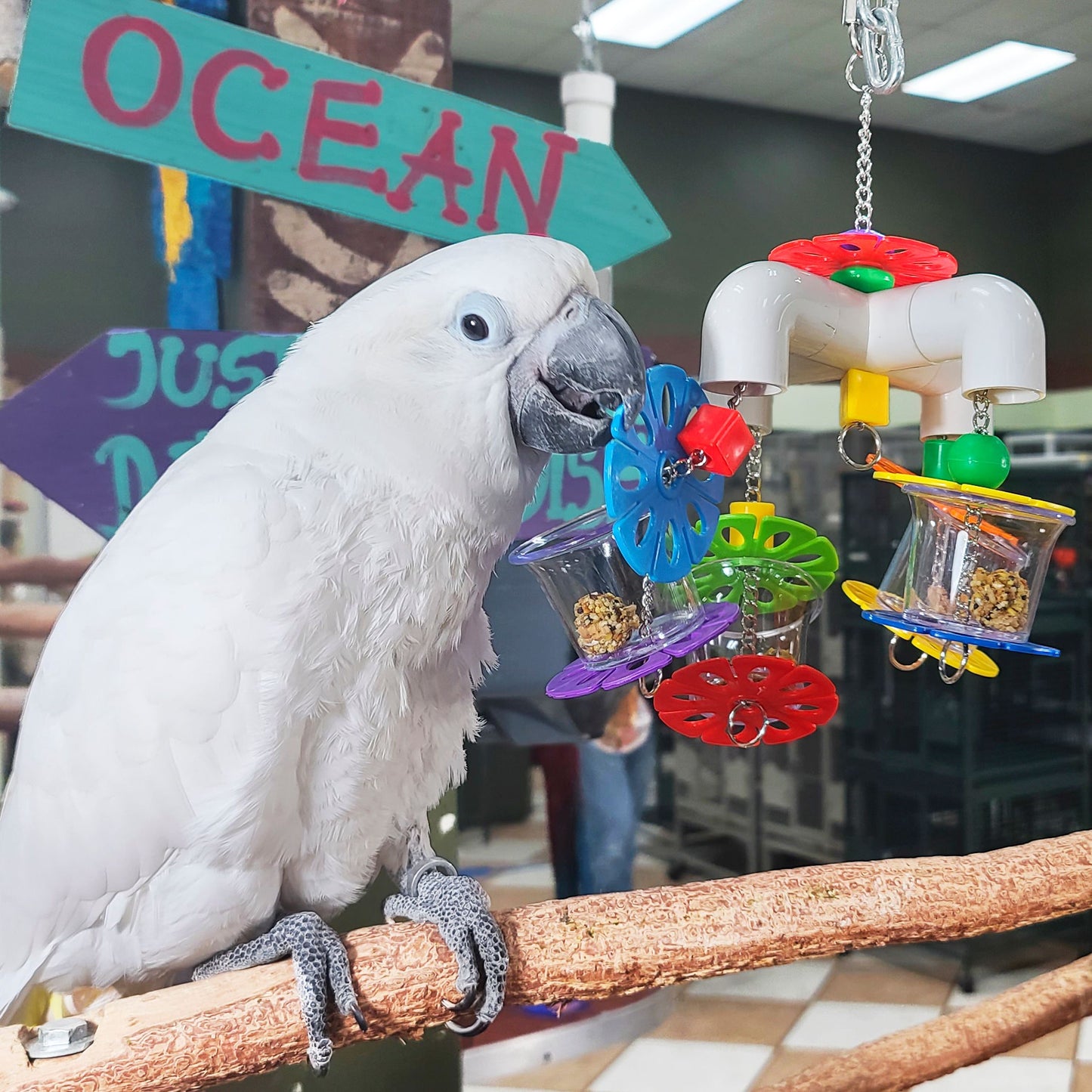 Birds love Foraging Cups Parrot Toy