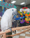 Birds love Foraging Cups Parrot Toy
