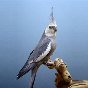 Whiteface Cockatiel