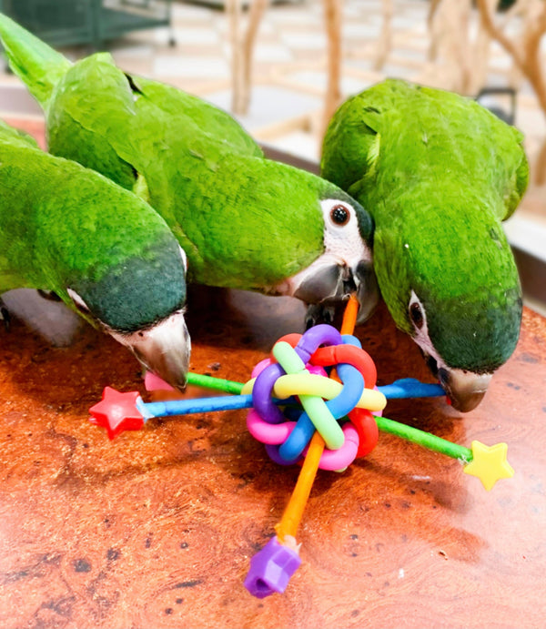 Birds LOVE Shiny Stars Foot Parrot Toy