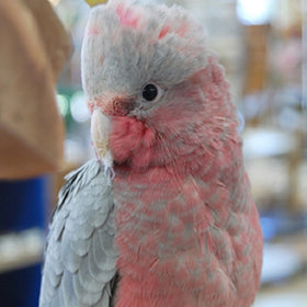 Rose Breasted/Galah Cockatoo Parrot