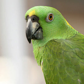 Yellow-Naped Amazon Parrot