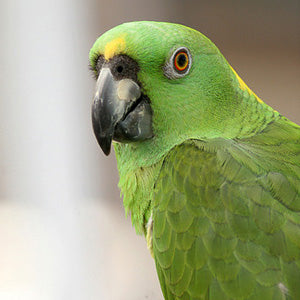 BREEDERS Yellow-Naped Amazon Parrot