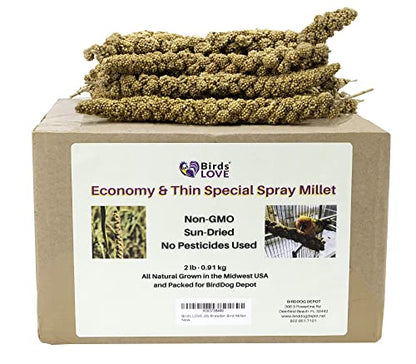 Birds LOVE Economy & Thin Special Spray Millet GMO-Free No Pesticides (No Stems Only Edible Tops) for Birds Cockatiel Lovebird Parakeet Finch Canary All Parrots Healthy Treat - 2lbs