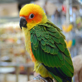 Sun Conure Parrot