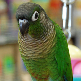 BREEDERS | Green Cheek Conure Parrot | Golden Cockatoo
