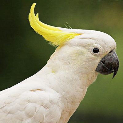 BREEDERS Sulfer Crested Cockatoo