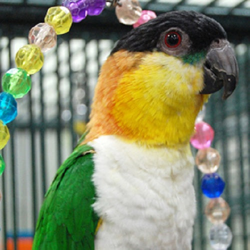 Caique on sale for sale