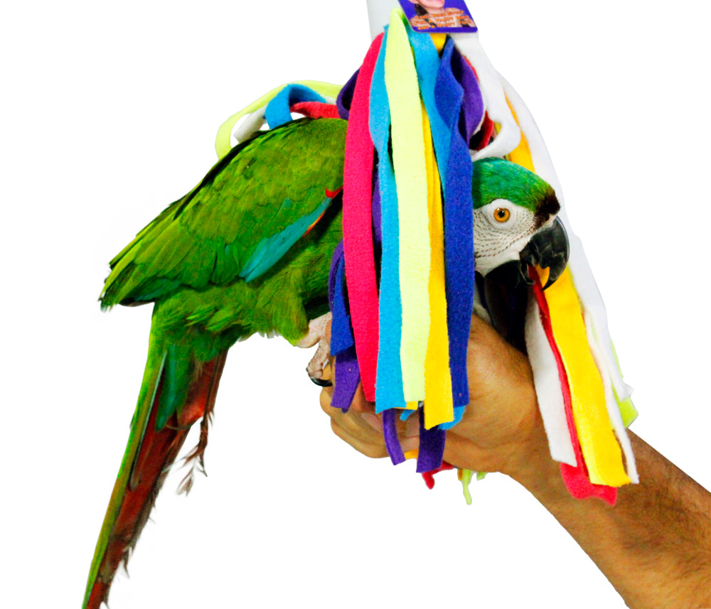 Birds LOVE Squiddly Diddly