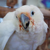 Goffin's Cockatoo Parrot