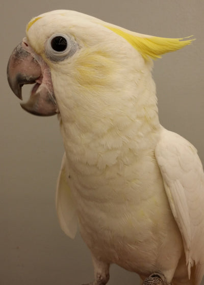 BREEDERS Lesser Cockatoo