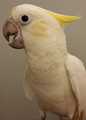 Lesser Cockatoo