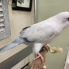 BREEDERS Parakeet - Quaker Green Pallidino